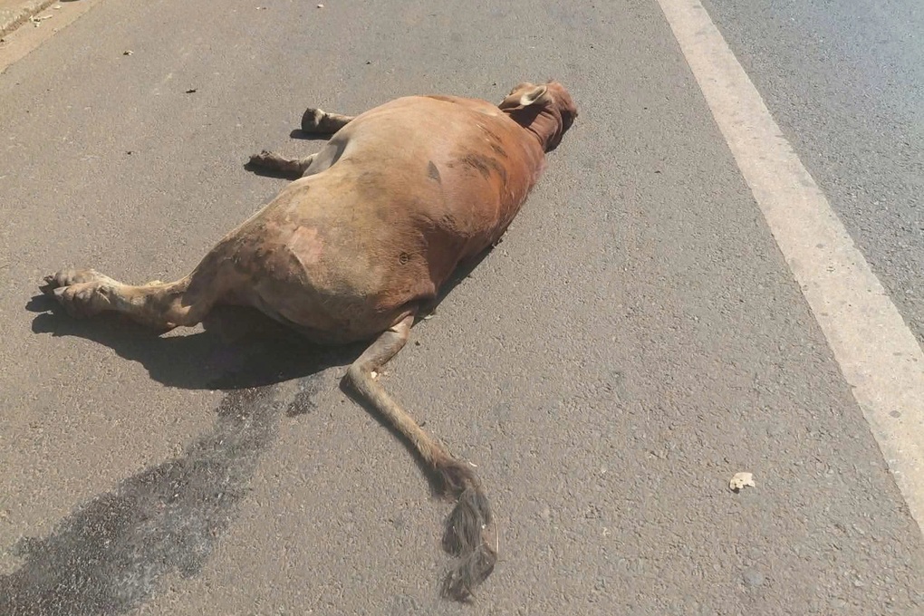 Xe tải gây tai nạn liên hoàn, tông chết và bị thương 3 con bò - 3