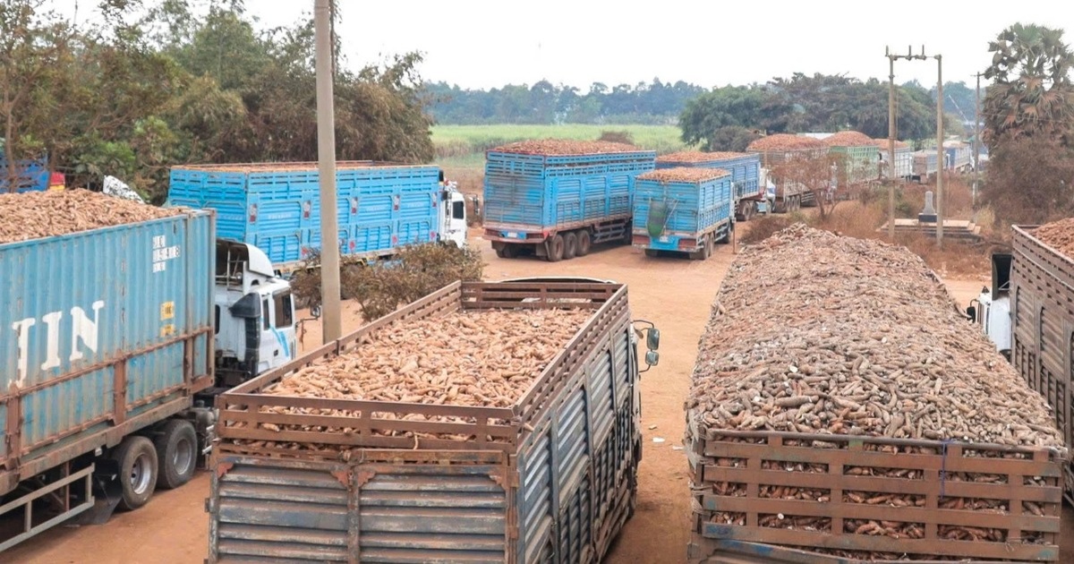 Tây Ninh cho thông quan nông sản trong khi chờ hướng dẫn Nghi định 46