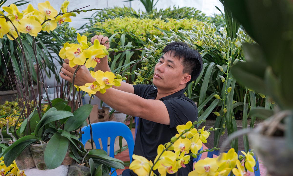 Thợ cắm hoa lan thu chục triệu đồng mỗi ngày dịp Tết