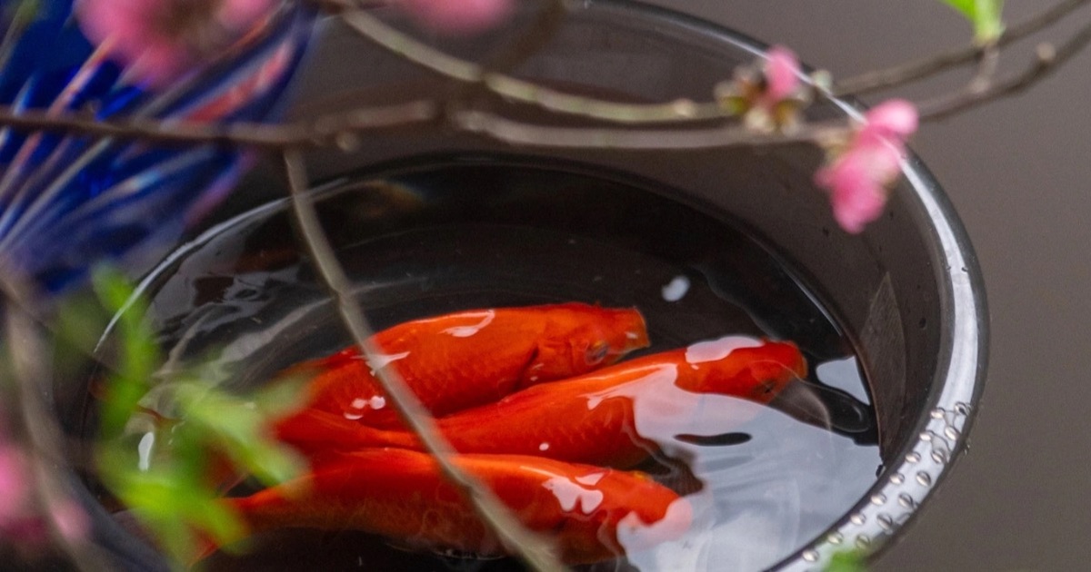 Cá chép đỏ từ ao làng trở về thiên nhiên dịp lễ Tết ông Công – ông Táo