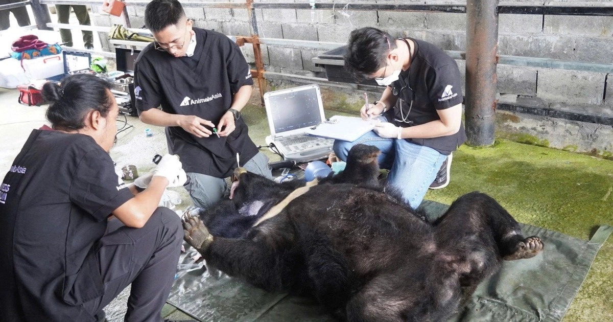 Cứu hộ thành công cá thể gấu ngựa nặng 120kg bị nuôi nhốt hơn 25 năm