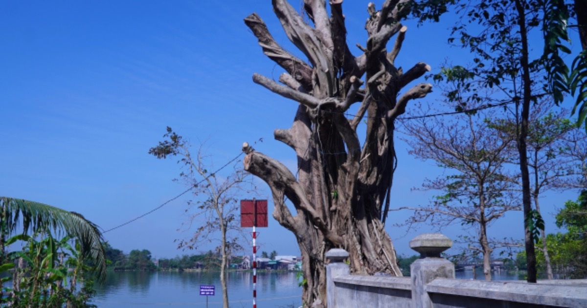 Cây cổ thụ ở di tích nổi tiếng bị cưa trụi, chính quyền nói “hơi mạnh tay”