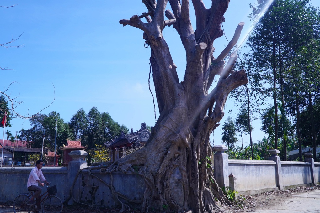 Cây cổ thụ ở di tích nổi tiếng bị cưa trụi, chính quyền nói hơi mạnh tay - 3