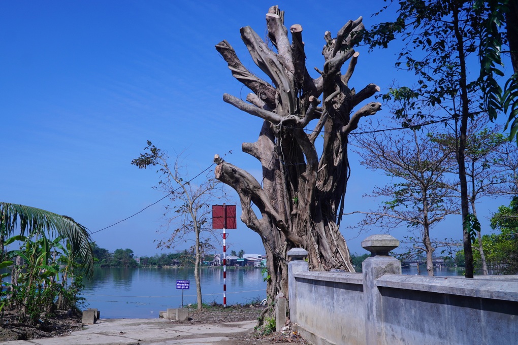 Cây cổ thụ ở di tích nổi tiếng bị cưa trụi, chính quyền nói hơi mạnh tay - 1