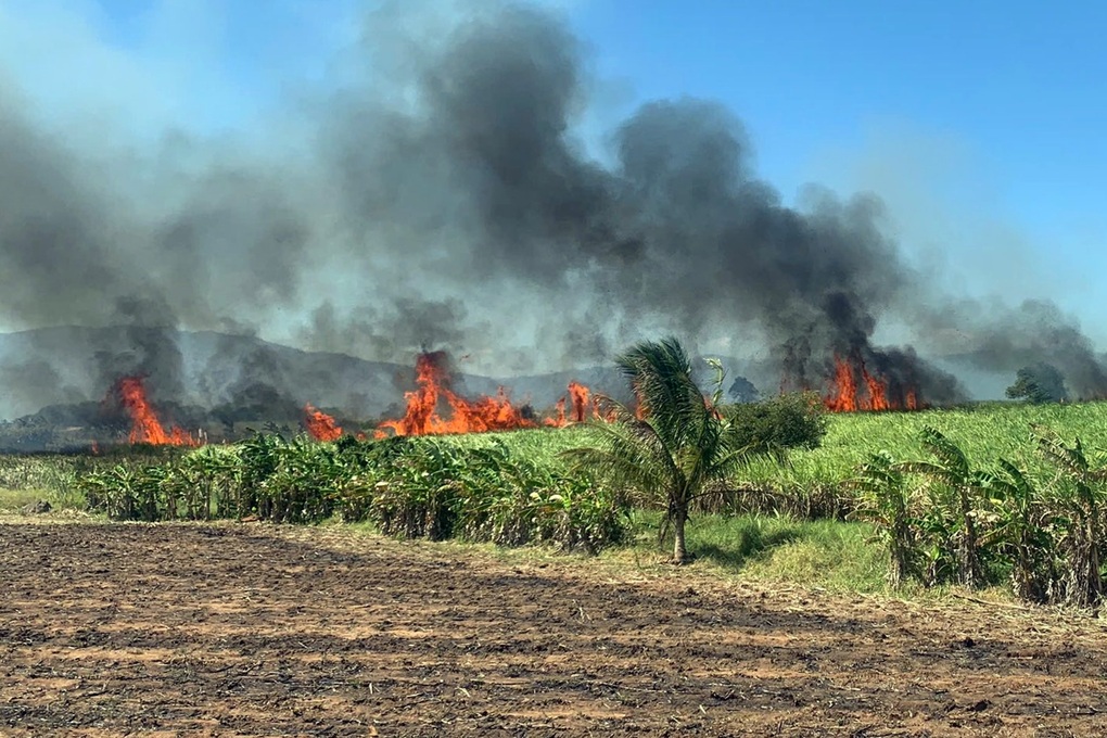 Cháy hơn 40ha mía sắp thu hoạch - 1