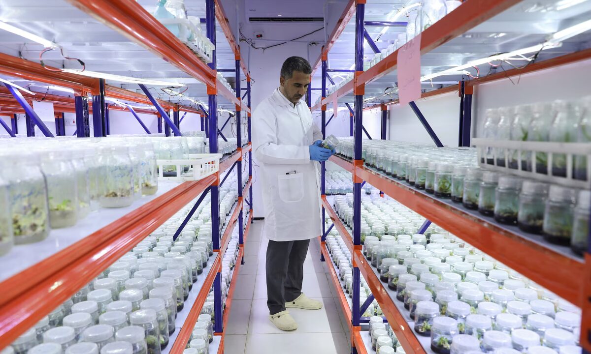 Giới khoa học Iraq ‘huấn luyện’ cây chà là chịu nhiệt cao và xâm nhập mặn