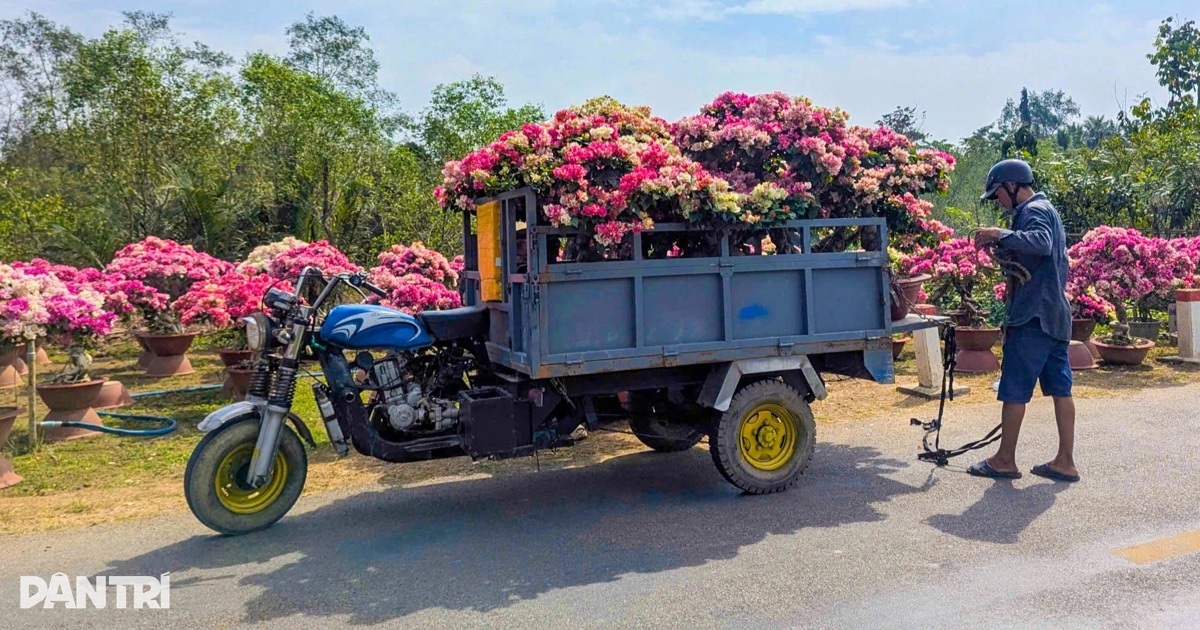 Nghe tin đồn, người dân ùn ùn xin giấy xác nhận nguồn hoa, cây cảnh bán Tết