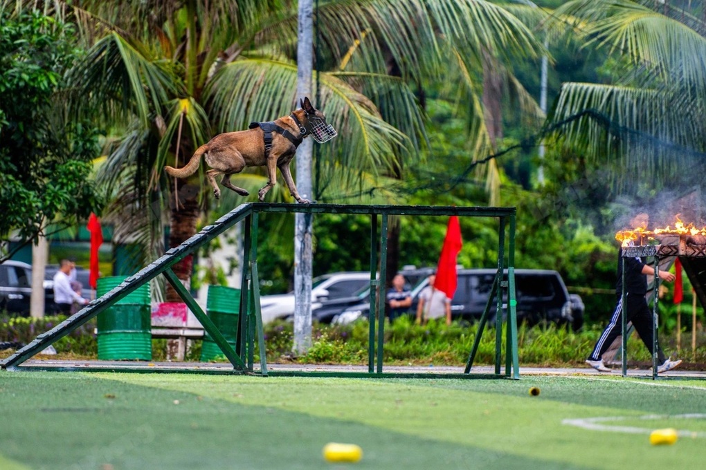 Ứng dụng khoa học công nghệ trong huấn luyện “vũ khí đặc biệt” cảnh khuyển - 3