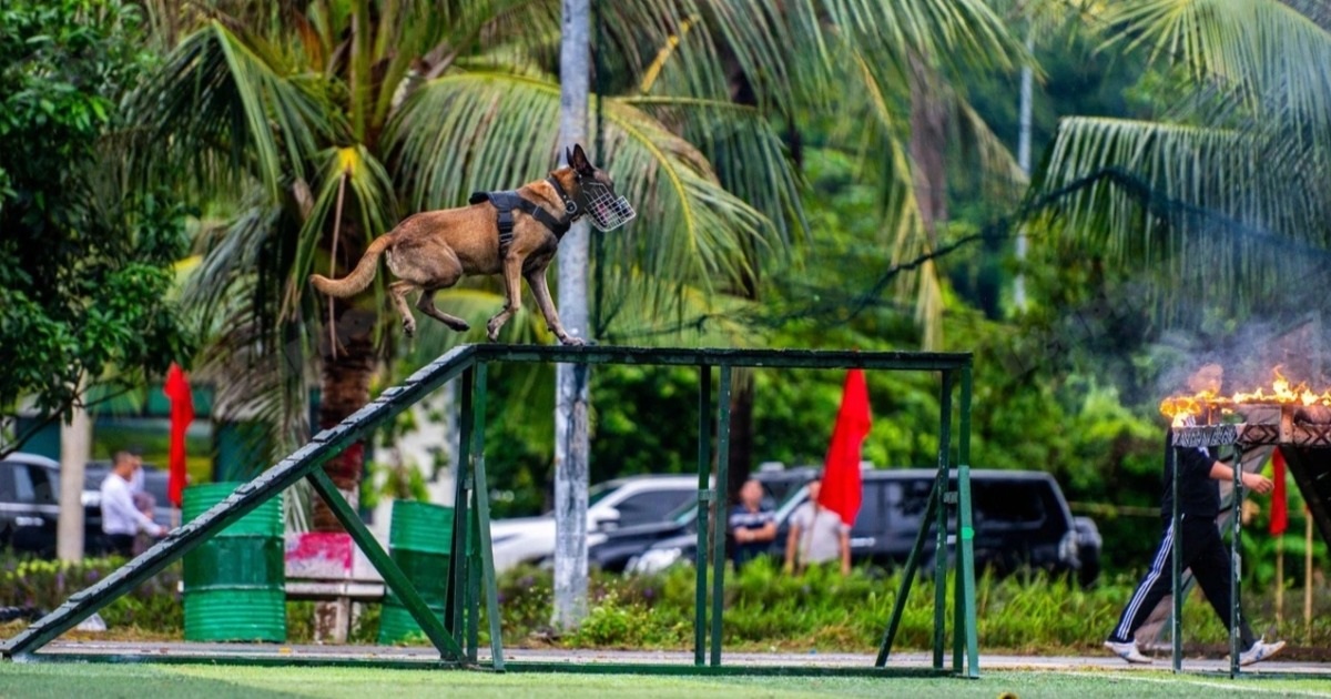 Ứng dụng khoa học công nghệ trong huấn luyện “vũ khí đặc biệt” cảnh khuyển