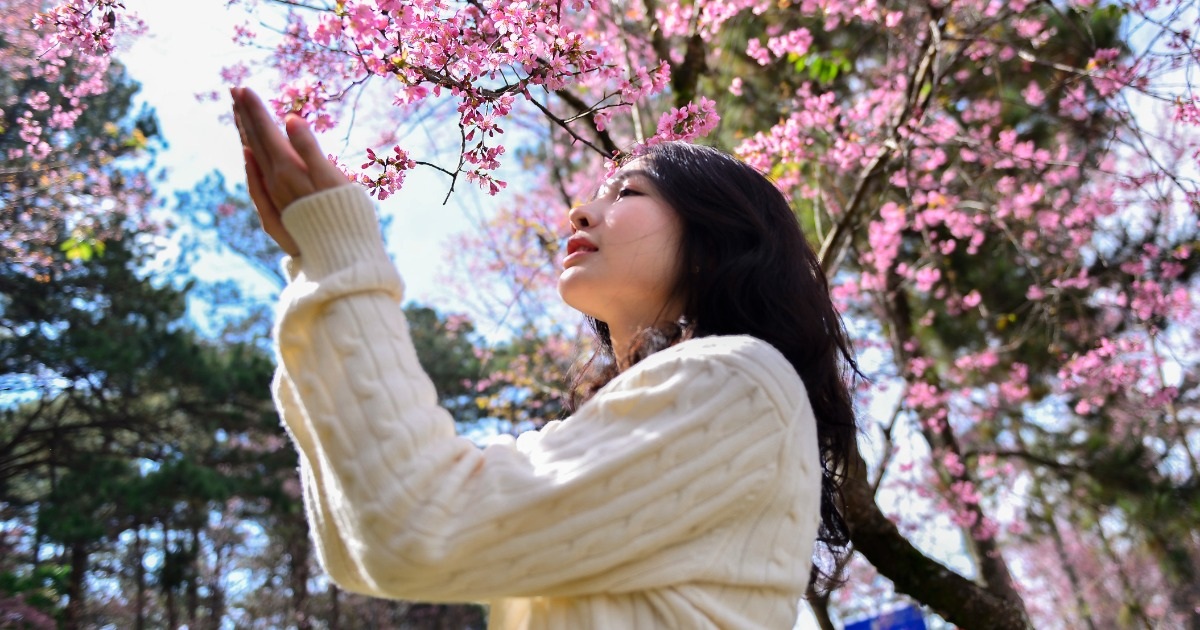 Đà Lạt khép lại lễ hội hoa mai anh đào Xuân 2026