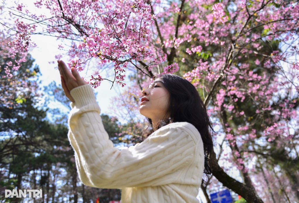 Đà Lạt khép lại lễ hội hoa mai anh đào Xuân 2026 - 2 Đà Lạt khép lại lễ hội hoa mai anh đào Xuân 2026 - 2