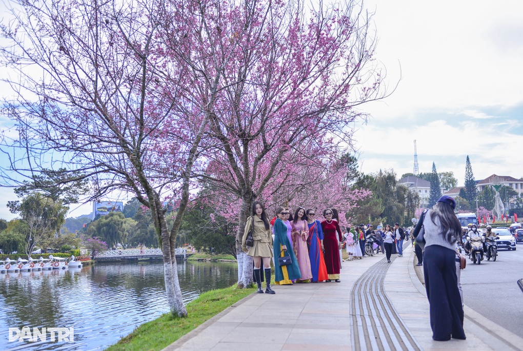 Người đàn ông chặt hoa mai anh đào bỏ lên ô tô chở đi ở Đà Lạt - 2