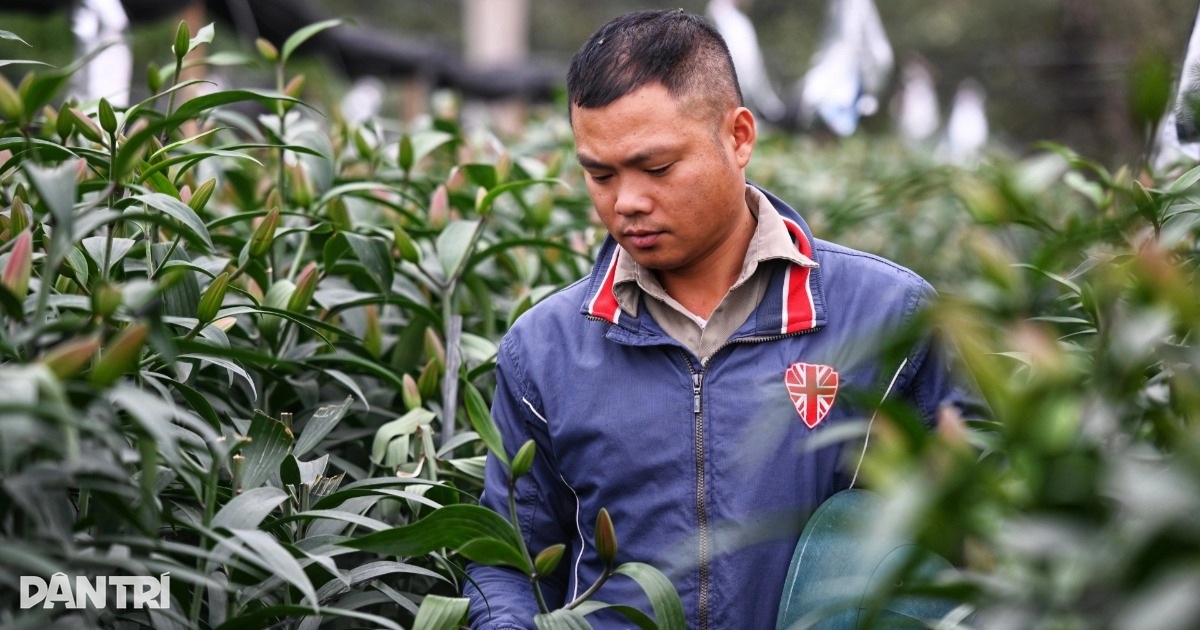 Nỗi xót xa của chủ vườn bị phá hoại hơn 1.200 gốc hoa ly trước Tết ở Hà Nội