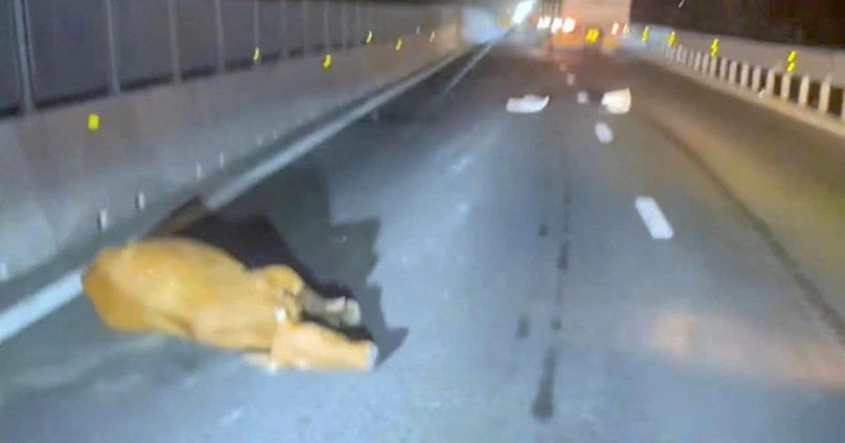 Ô tô tải làm rơi nhiều con bò trên cao tốc Vĩnh Hảo – Phan Thiết