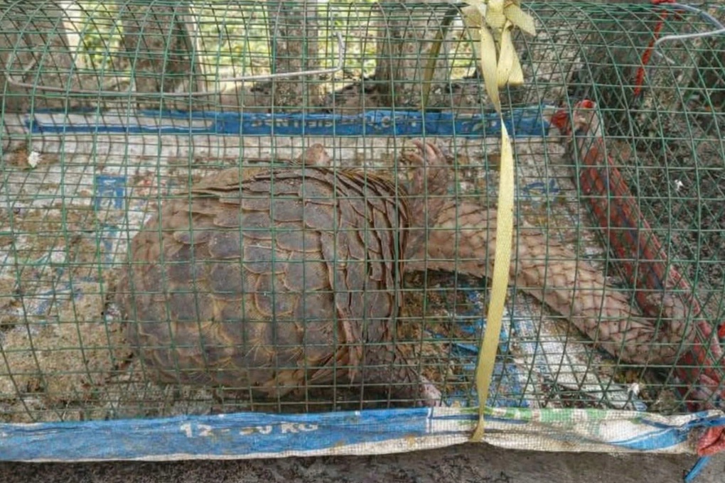 Đi bắt cua, người đàn ông bất ngờ gặp con vật lạ nằm trong lồng - 1