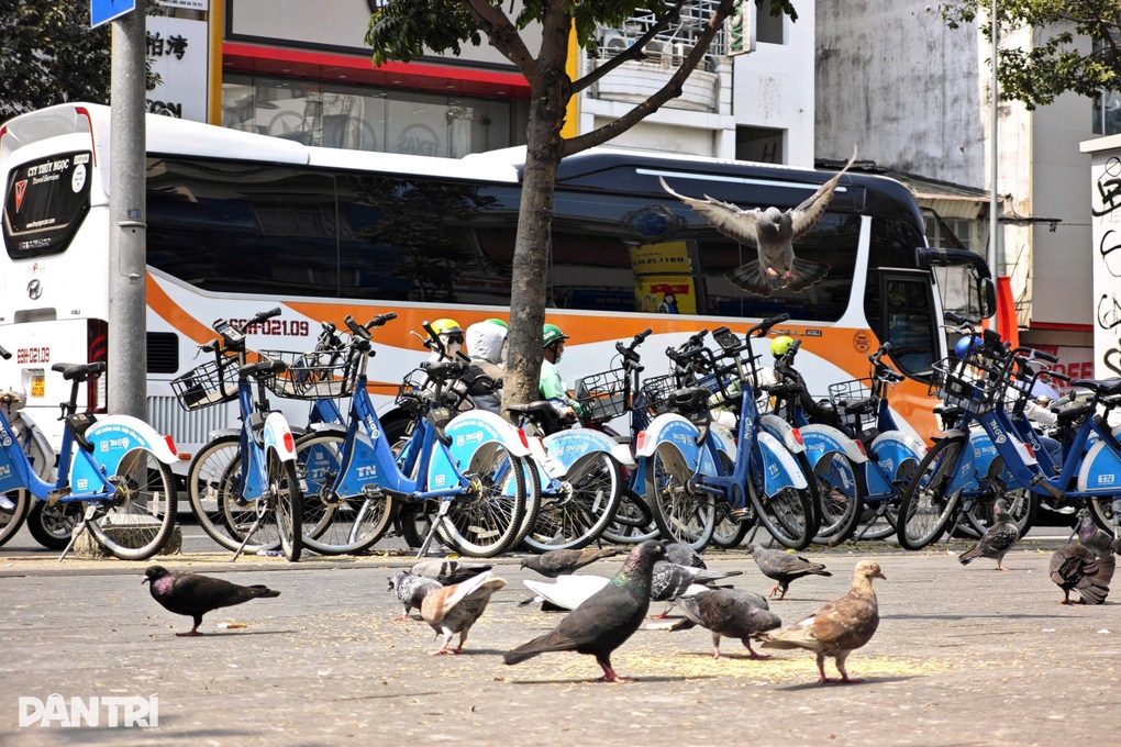Chim bồ câu gây ô nhiễm trạm xe đạp công cộng ở TPHCM - 2
